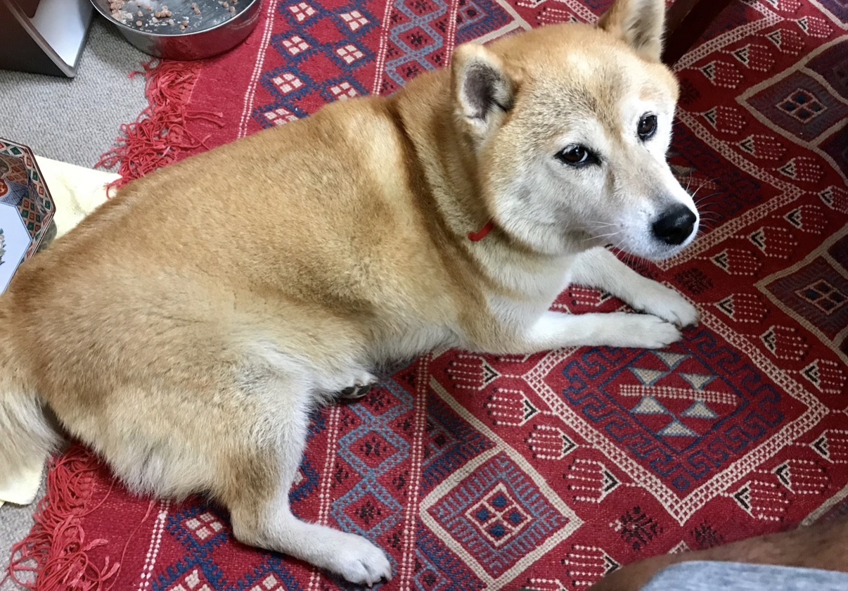柔軟なプランと迅速対応